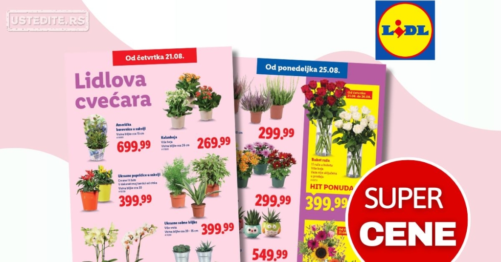 Lidl CVEĆARA 21-27.8.2025.