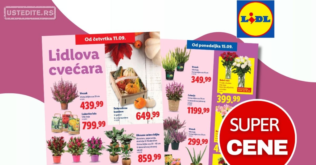 Lidl CVEĆARA 11-17.9.2025.