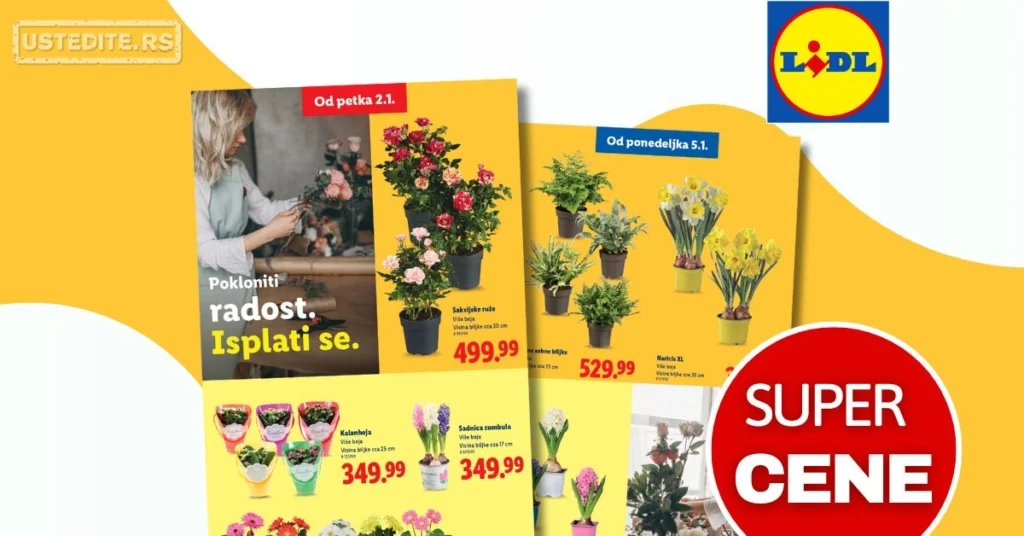 Lidl CVEĆARA 2-6.1.2026.