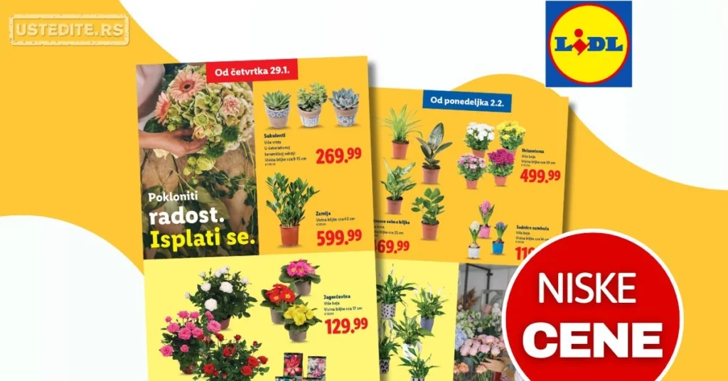 Lidl CVEĆARA 29.1-4.2.2026.