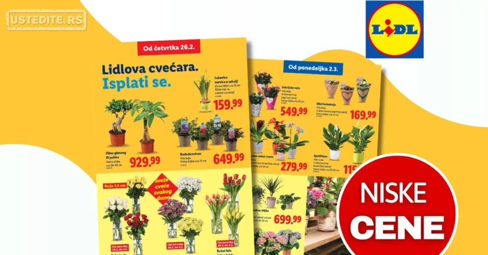 Lidl CVEĆARA 26.2-4.3.2026.