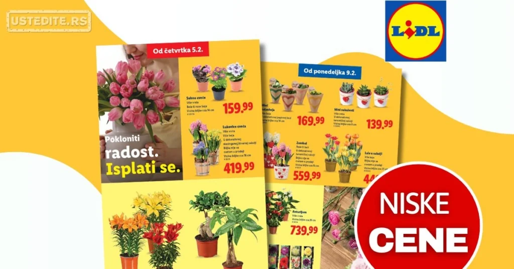 Lidl CVEĆARA 5-11.2.2026.