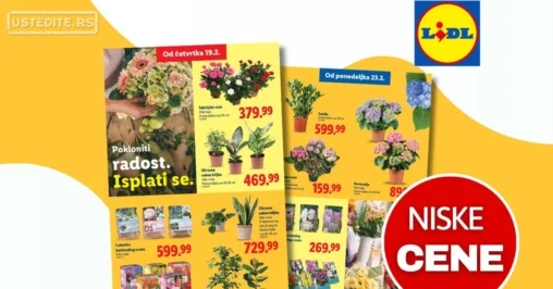 Lidl CVEĆARA 19-25.2.2026.