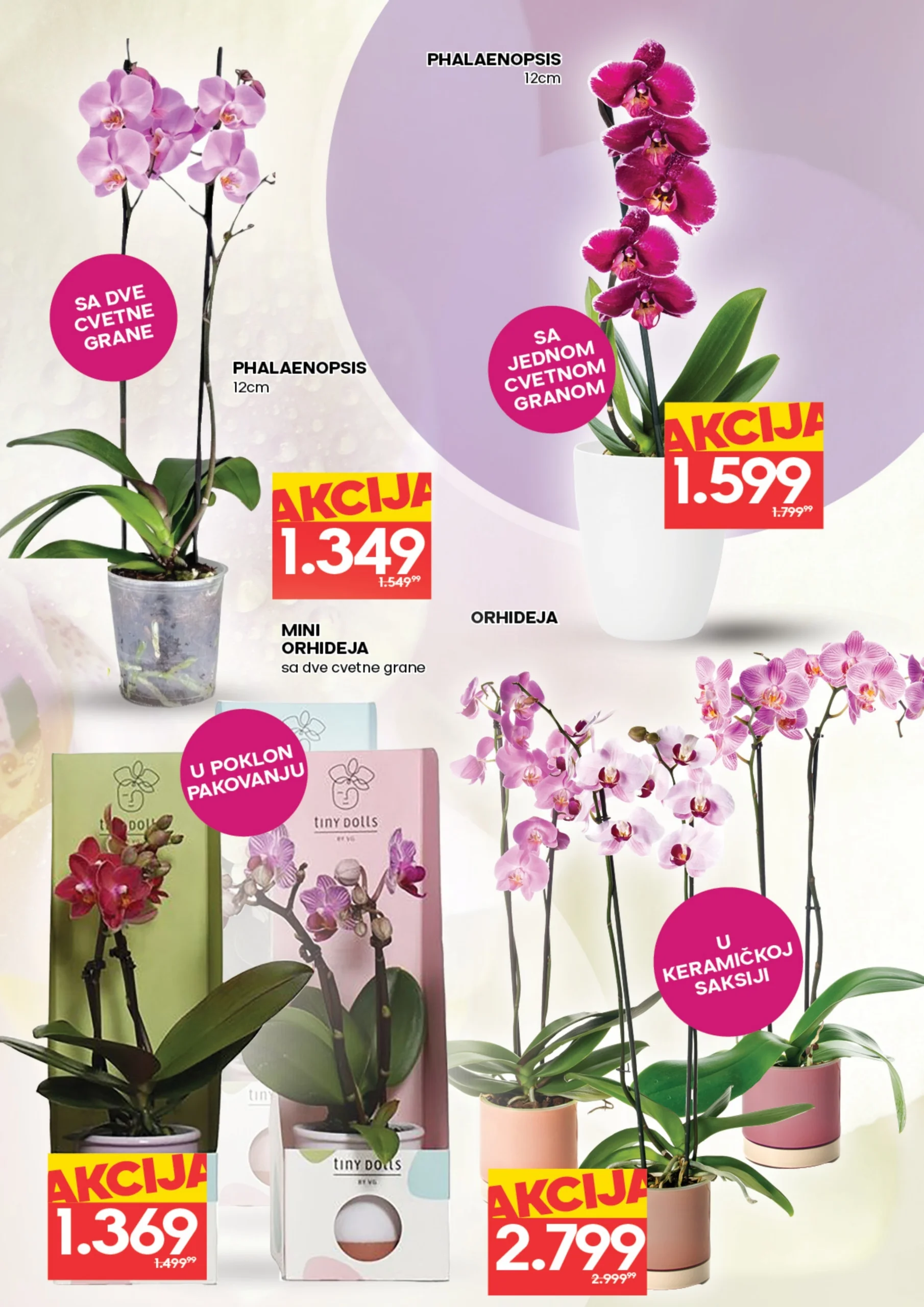 Roda & Idea katalog CVEĆE 5-11.3.2026.