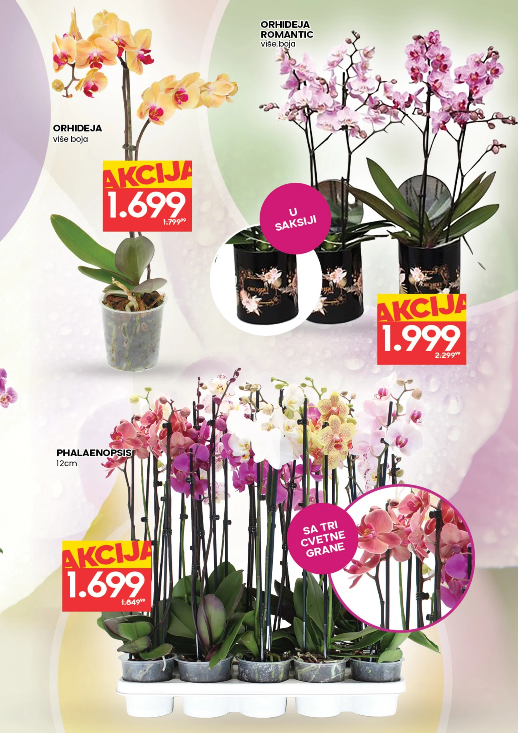 Roda & Idea katalog CVEĆE 5-11.3.2026.