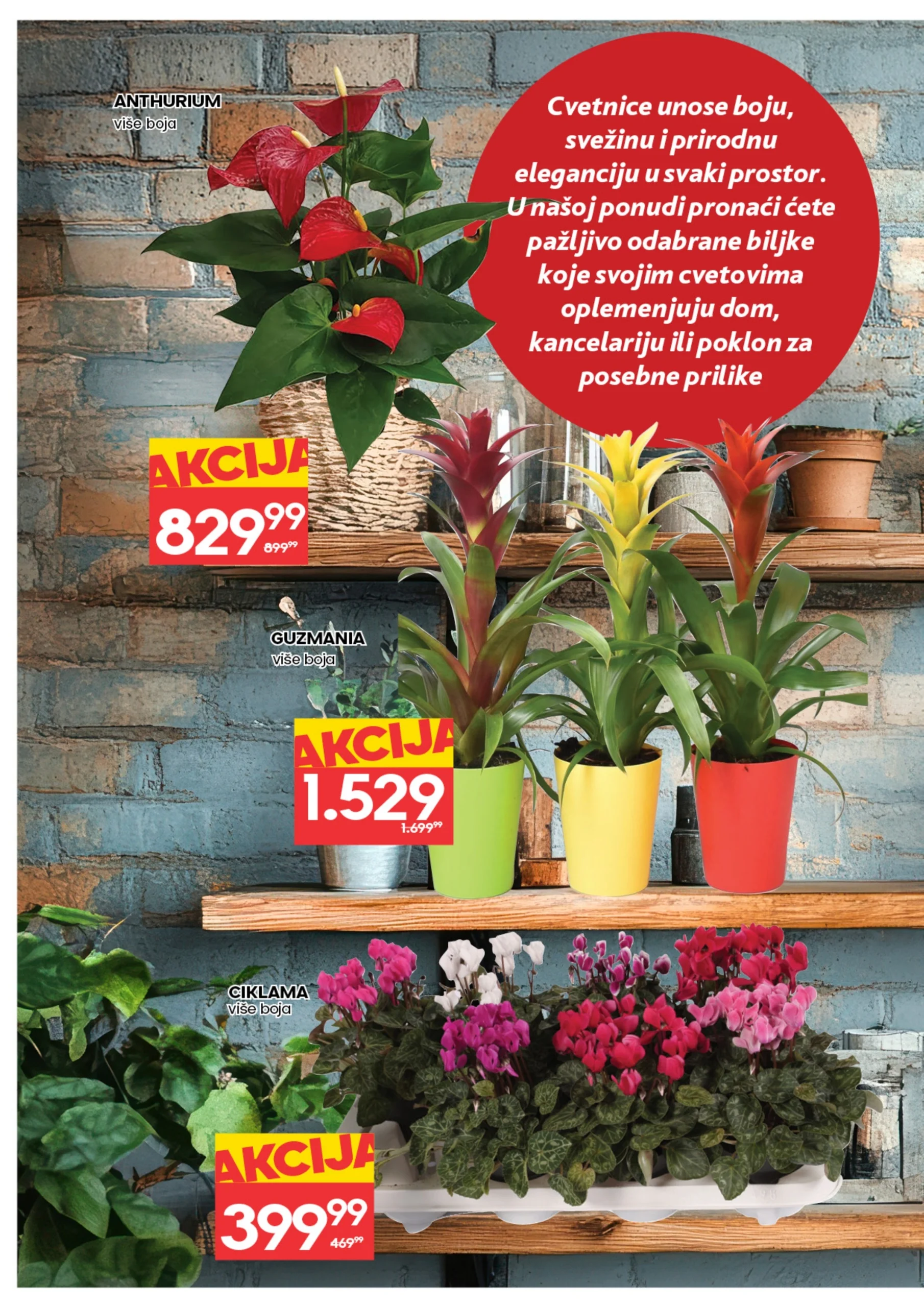 Roda & Idea katalog CVEĆE 5-11.3.2026.