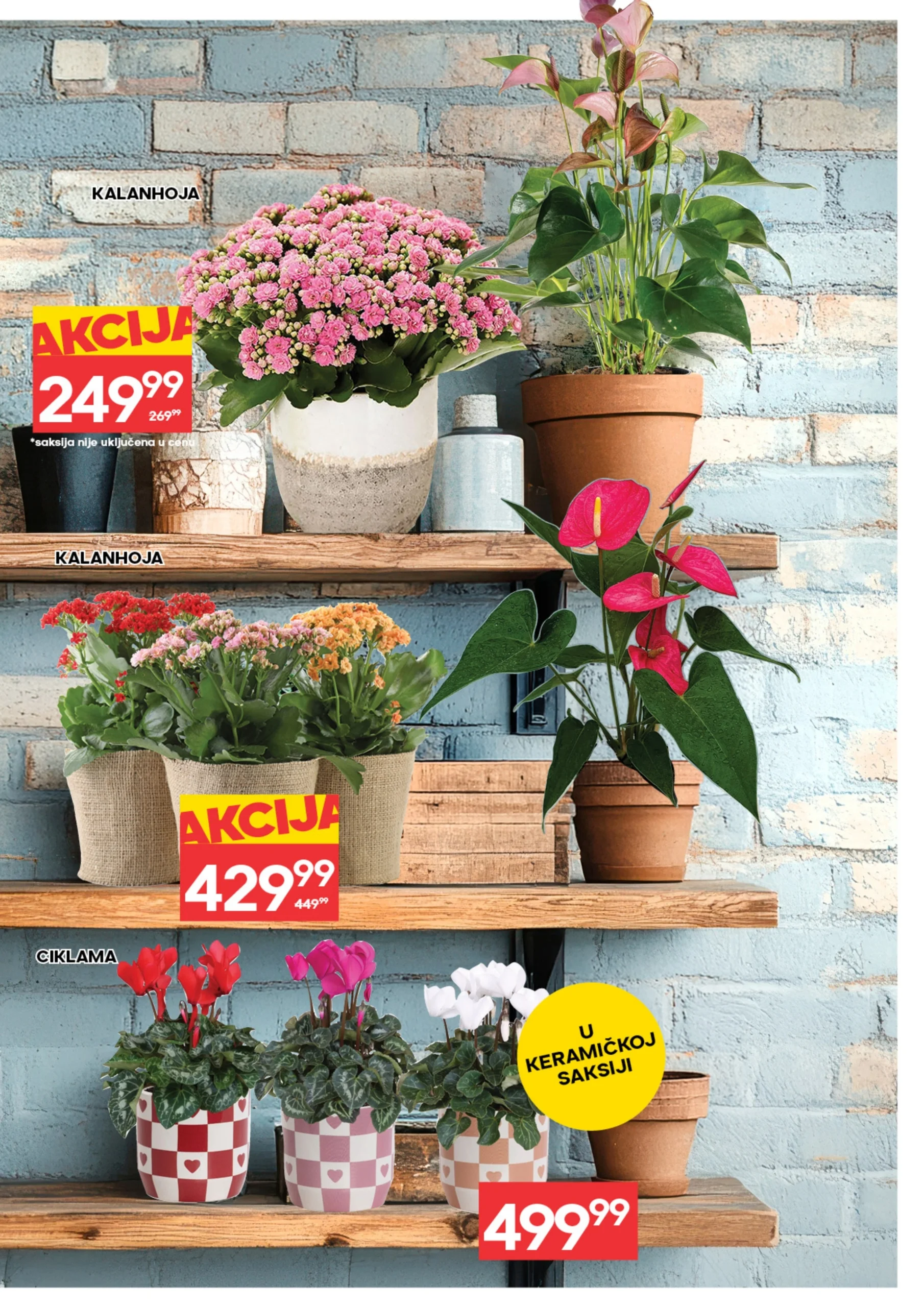 Roda & Idea katalog CVEĆE 5-11.3.2026.