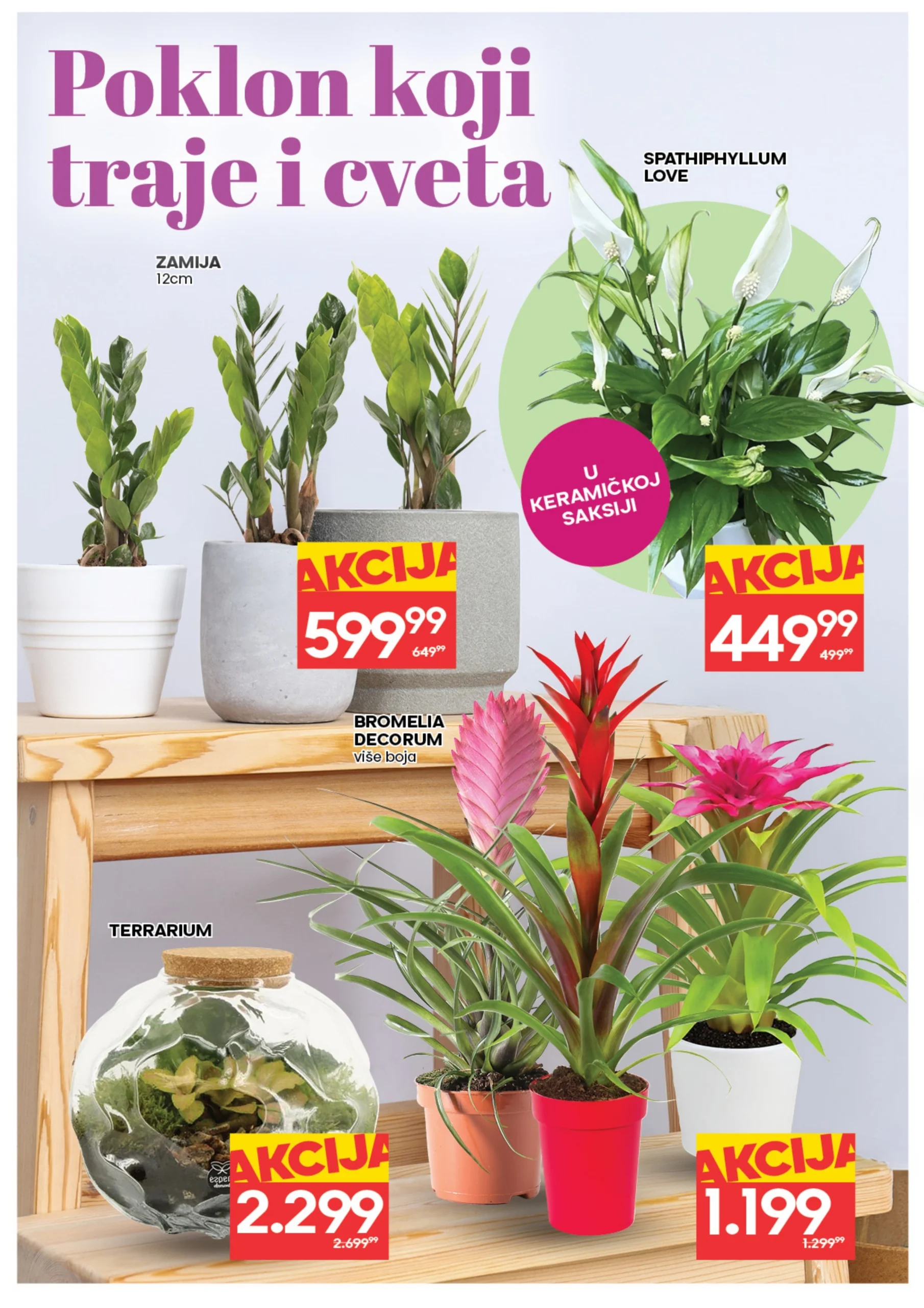 Roda & Idea katalog CVEĆE 5-11.3.2026.