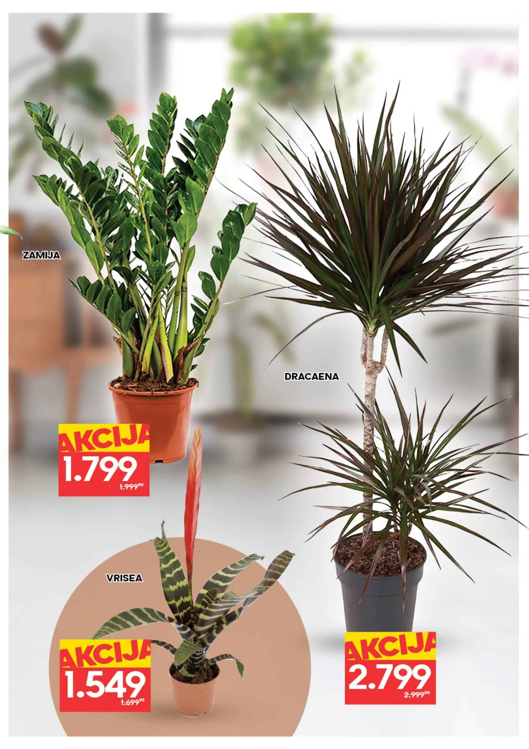 Roda & Idea katalog CVEĆE 5-11.3.2026.