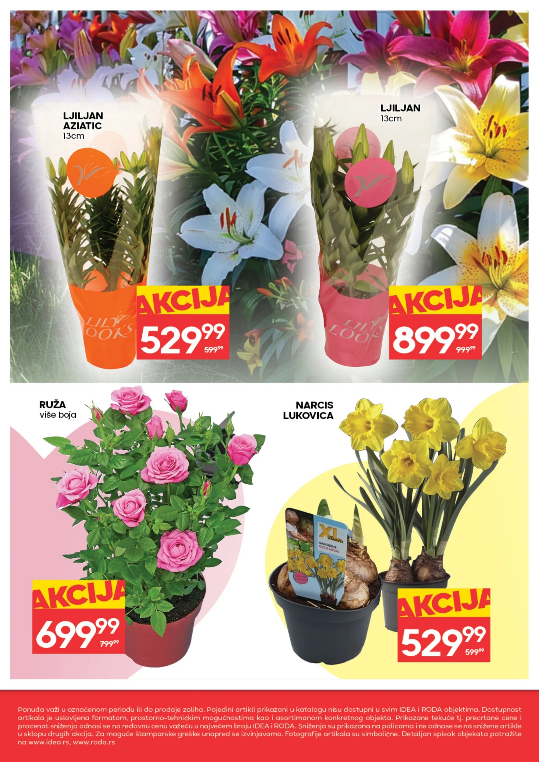 Roda & Idea katalog CVEĆE 5-11.3.2026.