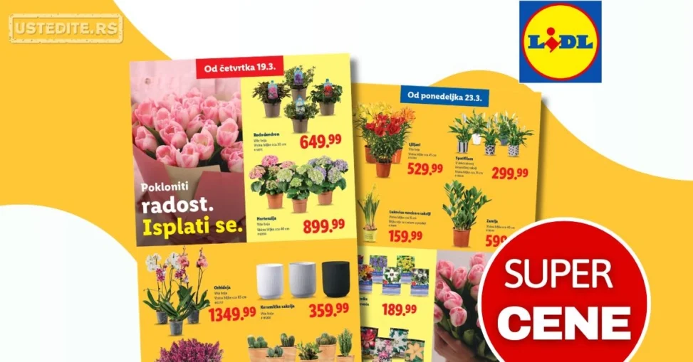 Lidl katalog CVEĆARA 19-25.3.2026.
