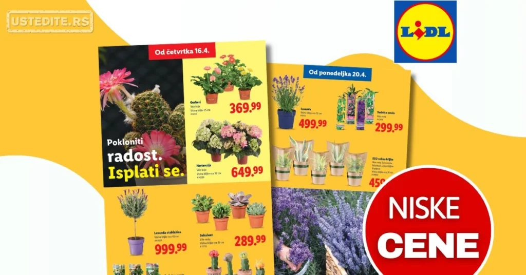 Lidl katalog CVEĆARA 16-22.4.2026.