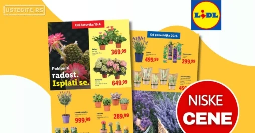 Lidl katalog CVEĆARA 16-22.4.2026.