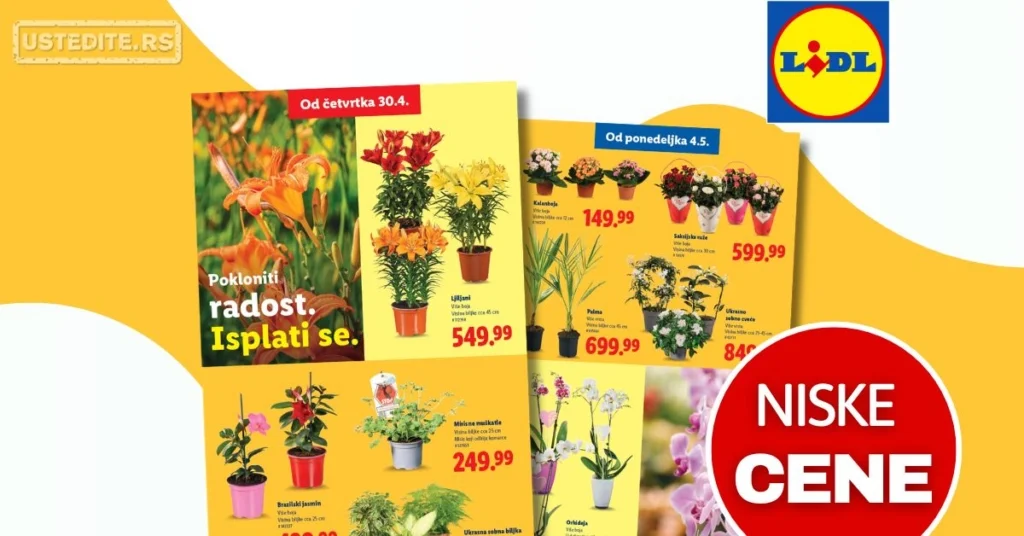 Lidl katalog CVEĆARA 30.4-6.5.2026.