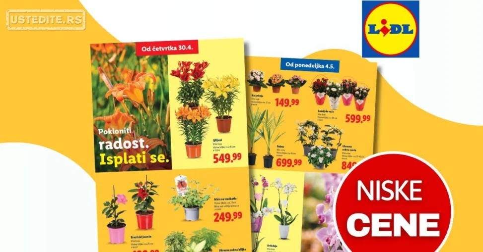 Lidl katalog CVEĆARA 30.4-6.5.2026.