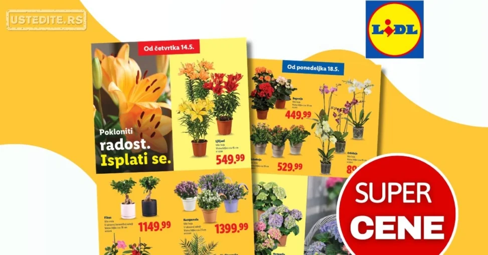 Lidl katalog CVEĆARA 14-20.5.2026.