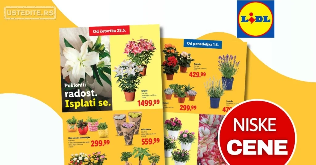 Lidl katalog CVEĆARA 28.5-3.6.2026.