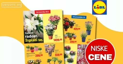 Lidl katalog CVEĆARA 28.5-3.6.2026.