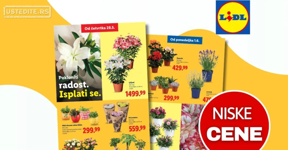 Lidl katalog CVEĆARA 28.5-3.6.2026.