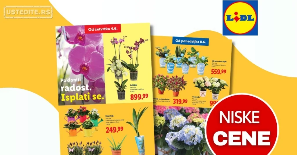 Lidl katalog CVEĆARA 4-10.6.2026.