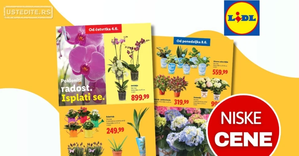 Lidl katalog CVEĆARA 4-10.6.2026.